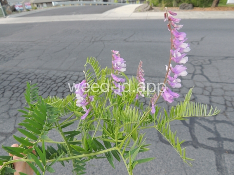 vetch, bird